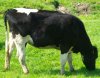 mucca alimentata con OGM.jpg
